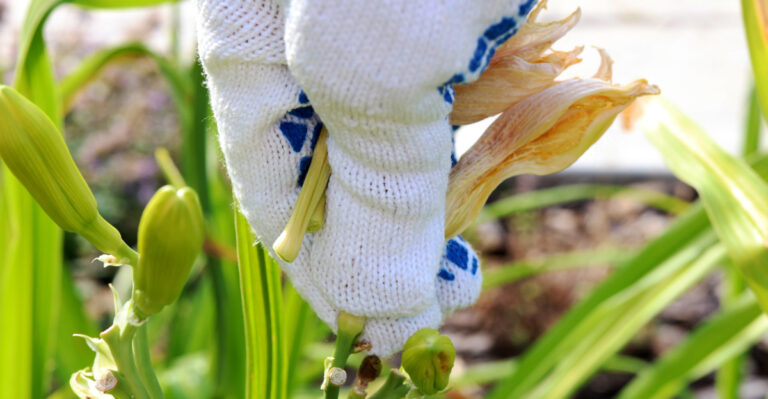 What To Do For Tennessee Daylilies Right After Their Blooms Fade