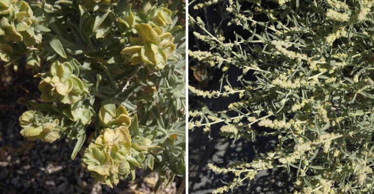 This Arizona Native Shrub Is Worth Adding When Fall Planting Season Starts