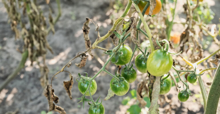 The Real Reason Your Indiana Tomato Plants Are Wilting Overnight