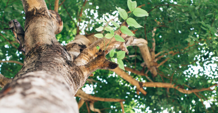 The Summer Pruning Window Oregon Gardeners Use To Prevent Overgrown Trees