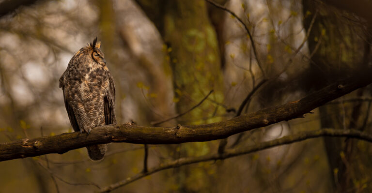 More Owls Near Your Texas Home Means Fewer Rats (Here’s How To Attract Them)