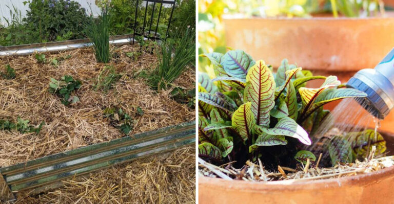 Why This Week’s Scattered Storms Won’t Save Your Georgia Garden