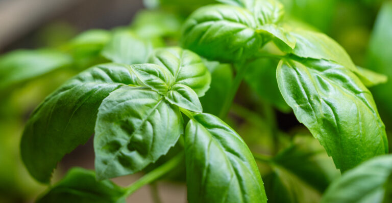 This One Herb Keeps Flies Away From Your Illinois Yard