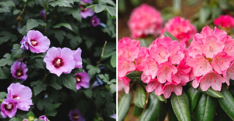 Massachusetts Shrubs To Prune This August And Ones You Should Leave Alone