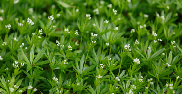 California Groundcovers That Stay Green Under Mature Citrus Trees
