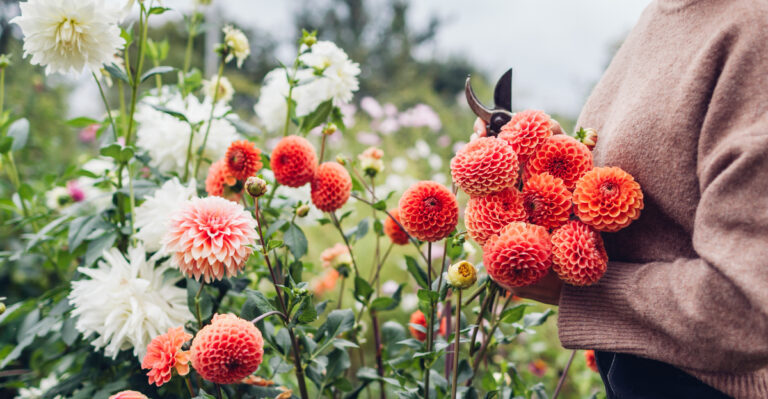 8 Crucial August Tasks To Keep Your Dahlias Flowering Into Fall In Wisconsin