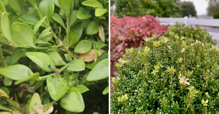 boxwood box tree moth