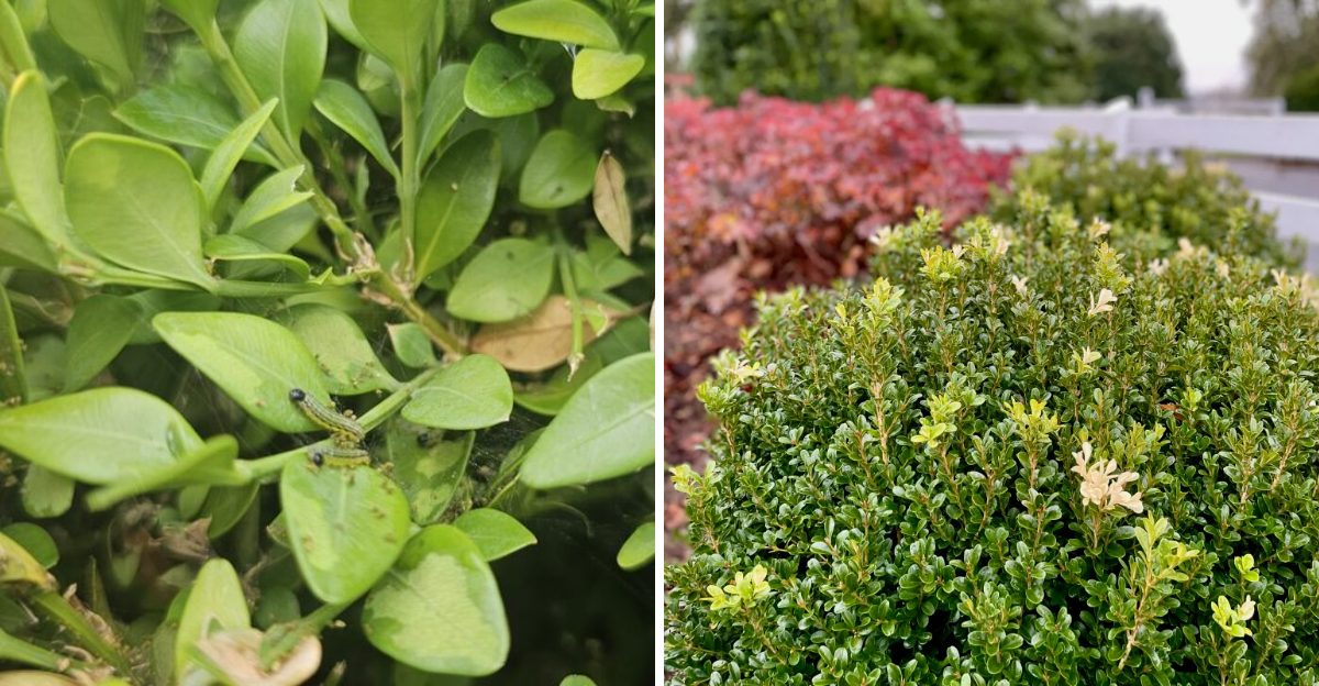 boxwood box tree moth