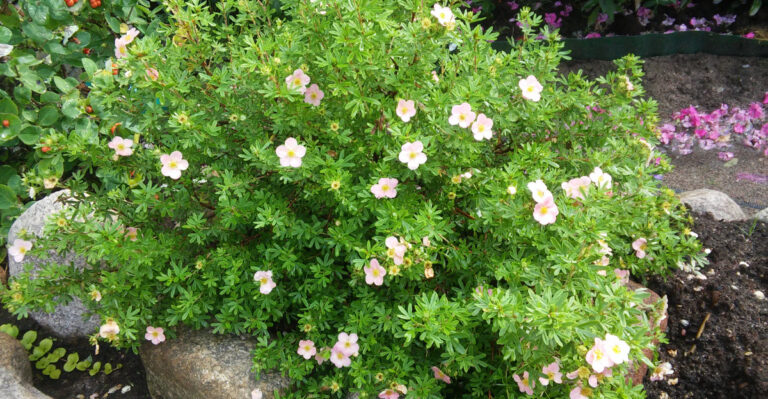 Potentilla fruticosa