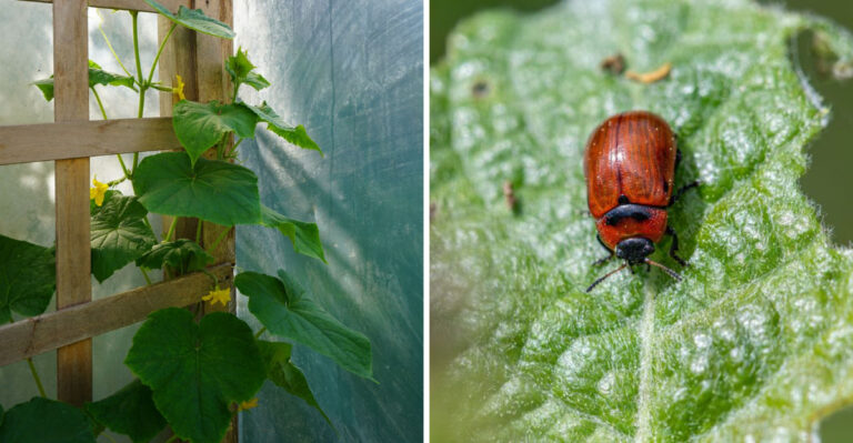 9 Things To Do The Moment Your Illinois Cucumbers Start Flowering