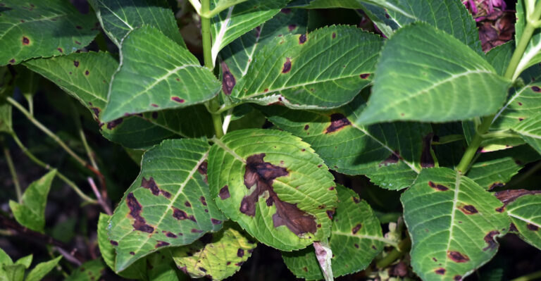 Why Hydrangea Leaves Across Virginia Are Turning Brown This Season