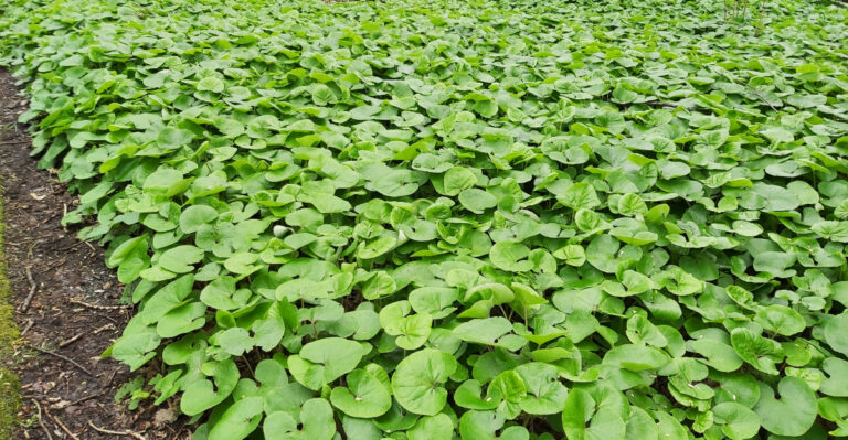 wild ginger