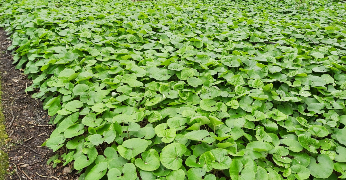 wild ginger