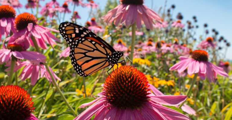 Why Iowa Gardens Are Seeing More Monarch Butterflies This Week