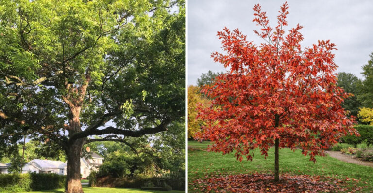 pecan and red texas oak