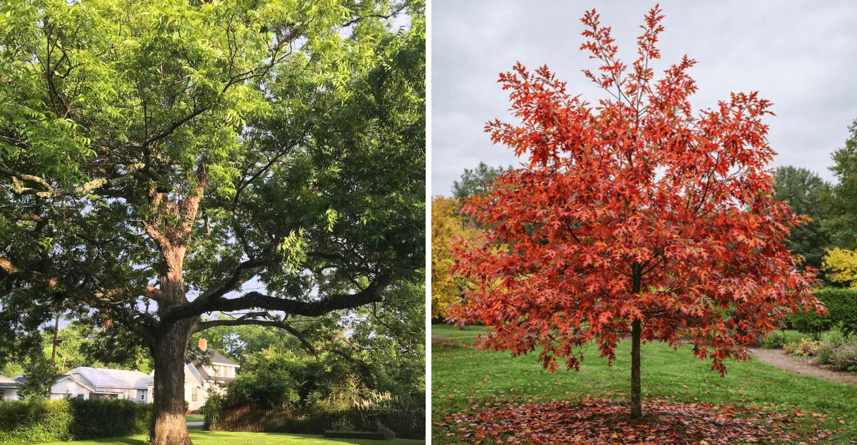 pecan and red texas oak
