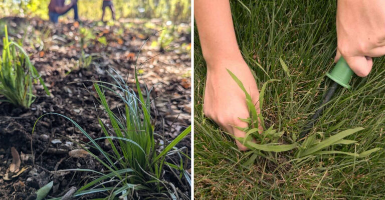 crabgrass