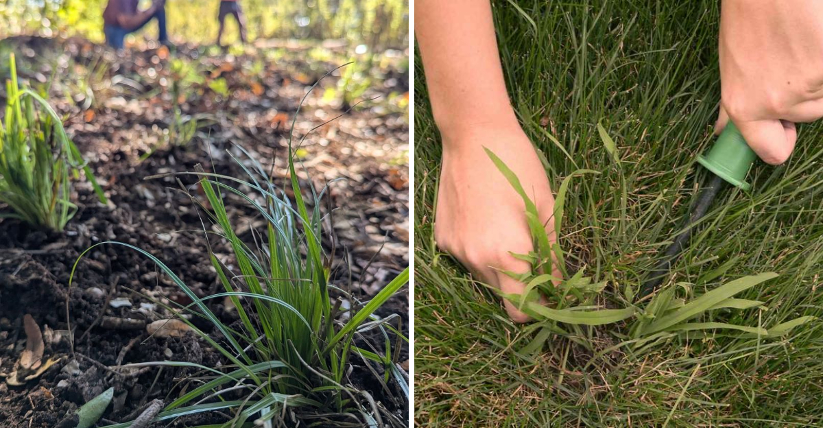 crabgrass