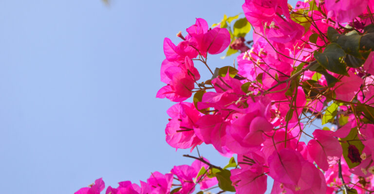 Bougainvillea (featured image)