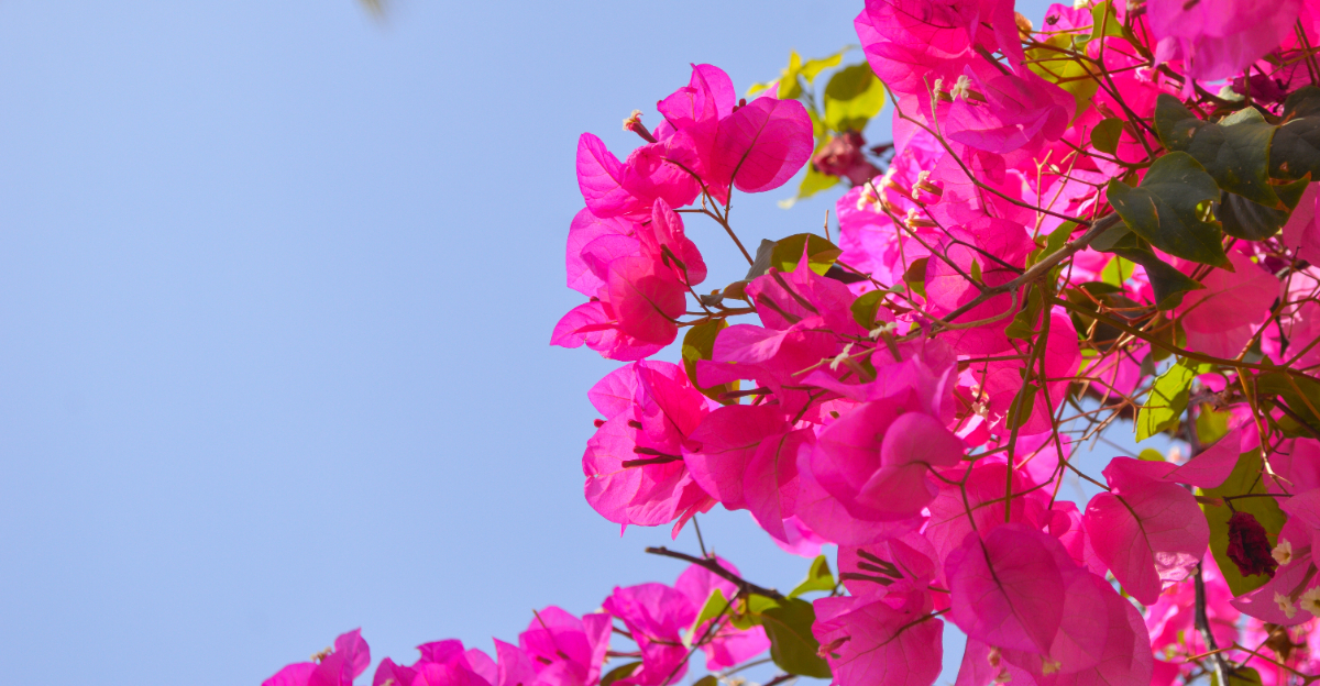 Bougainvillea (featured image)
