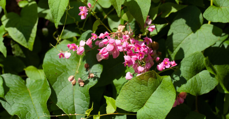 plant (featured image)