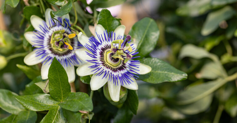 The Fast-Growing Arizona Vines That Shrug Off Summer Heat