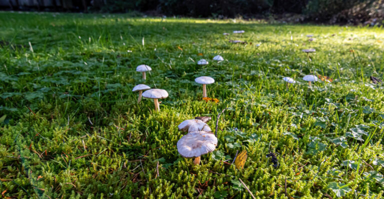 The New York Lawn Fungus That Feeds On Something Underground