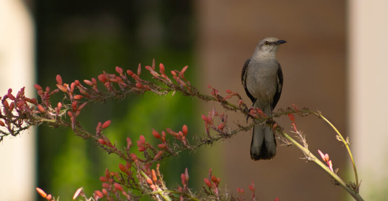What It Really Means When Mockingbirds Take Over Your Maryland Shrubs This Time Of Year