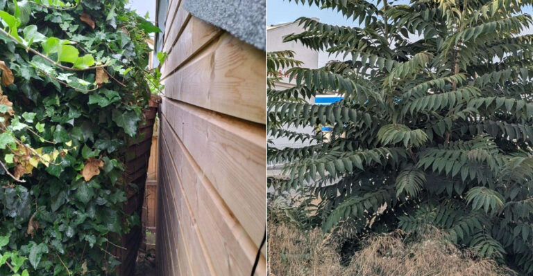 What Happens If A Banned Plant Spreads From Your Yard To A Neighbor’s In California