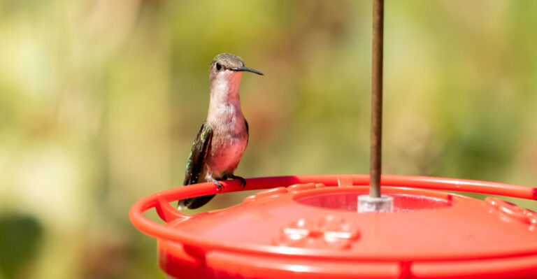 Why Arkansas Hummingbird Feeders Need Extra Attention Right Now