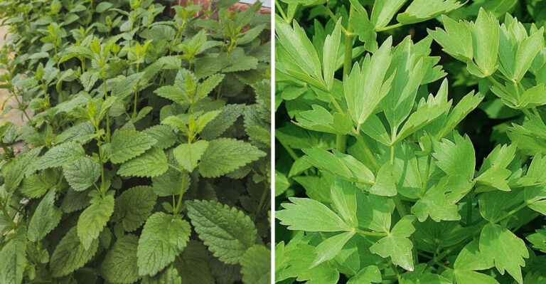 7 Michigan Herbs That Grow Better In Partial Shade