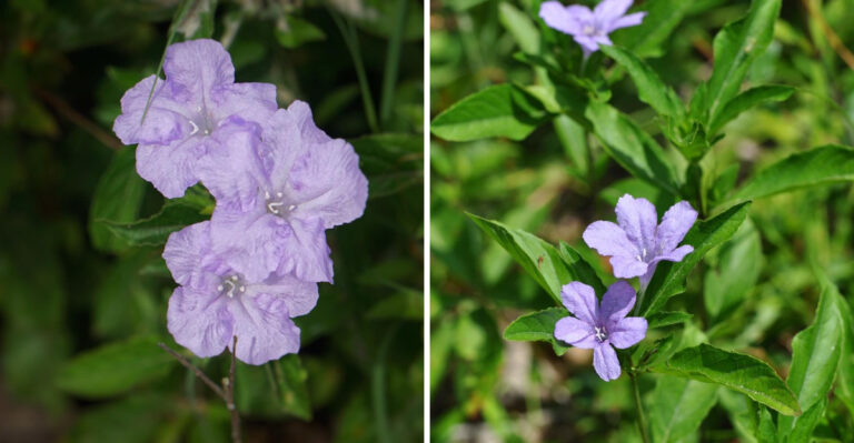 The Underrated Florida Native Flower That Thrives In Deep Shade