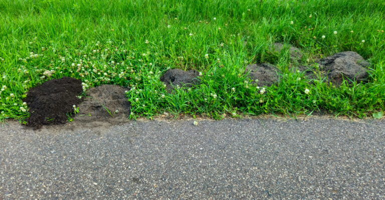Fresh molehills and dug up dirt piles damaging a green lawn