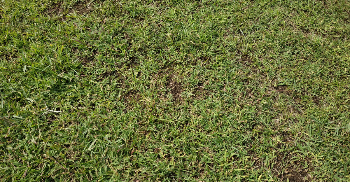St. Augustine grass