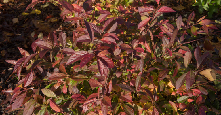 Virginia Sweetspire (featured image)