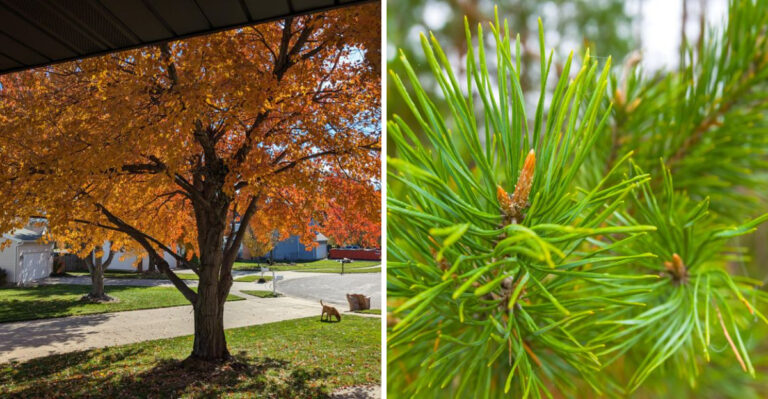 The Michigan Trees To Fertilize In September And The Ones To Skip