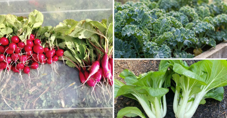 What Kansas Gardeners Can Still Plant After Labor Day