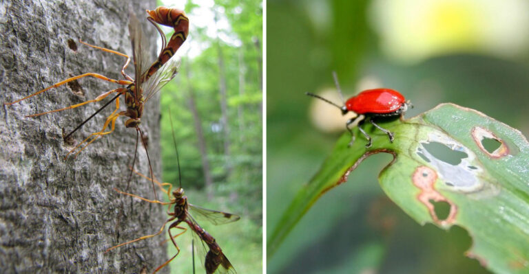 How Michigan Gardeners Are Using Beneficial Wasps To Control Lily Leaf Beetles