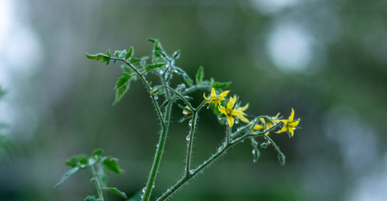 The Silent Signal That Makes Tomatoes Stop Producing Fruit