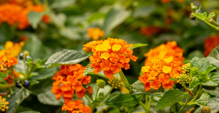 The Porch Plant That Handles California Afternoons Without Wilting