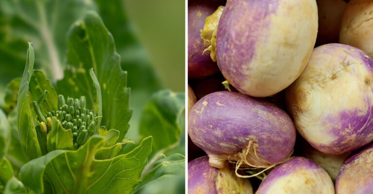 These Are The Cool-Season Vegetables Worth Getting Into The Virginia Ground Before Fall