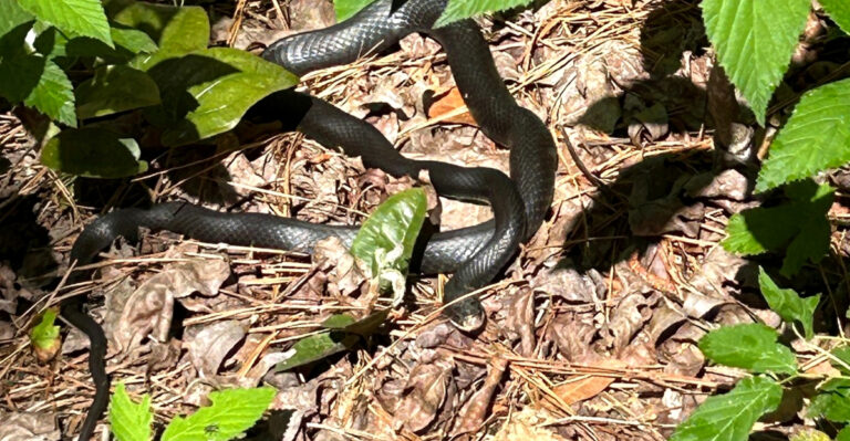 black rat snake