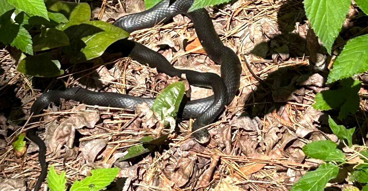 black rat snake