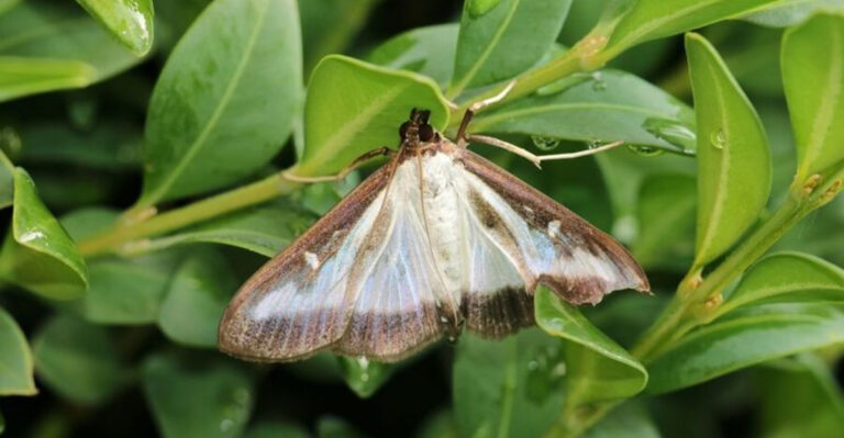 This Little-Known Pest Is Suddenly Threatening Boxwood Hedges Across Maryland