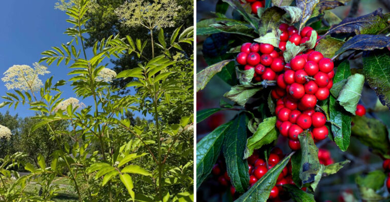 7 Native Michigan Shrubs That Outperform Spirea For Season-Long Color