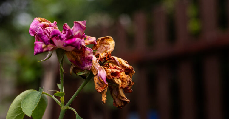 The Late-Summer Mistake That Stops Texas Flowers From Blooming Again
