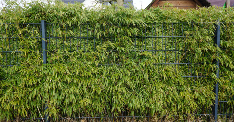 This Popular Plant Is One Of The Riskiest To Grow Near A Nevada Home