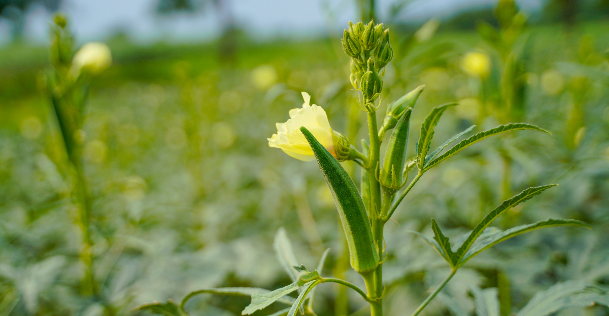Okra (featured image)