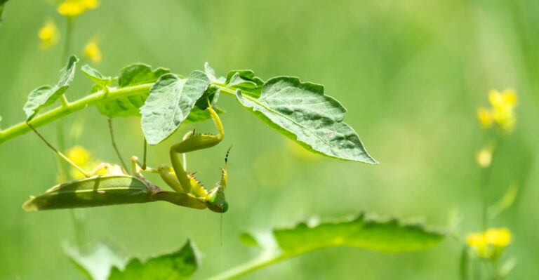Finding A Praying Mantis On Your Massachusetts Tomatoes Is No Coincidence