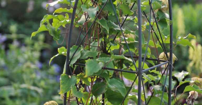 12 Reasons Your Clematis Refuses To Flower Despite Healthy Growth